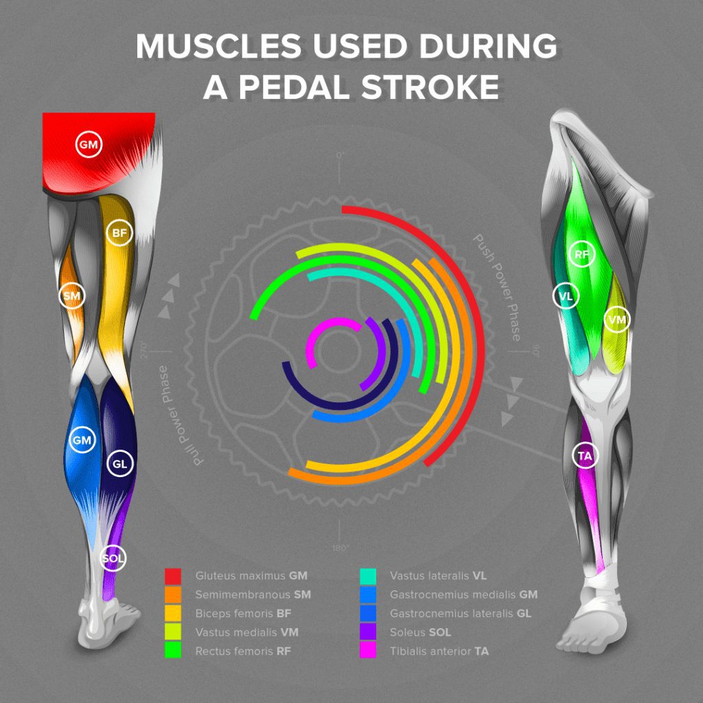 Muscles Used Whilst Cycling