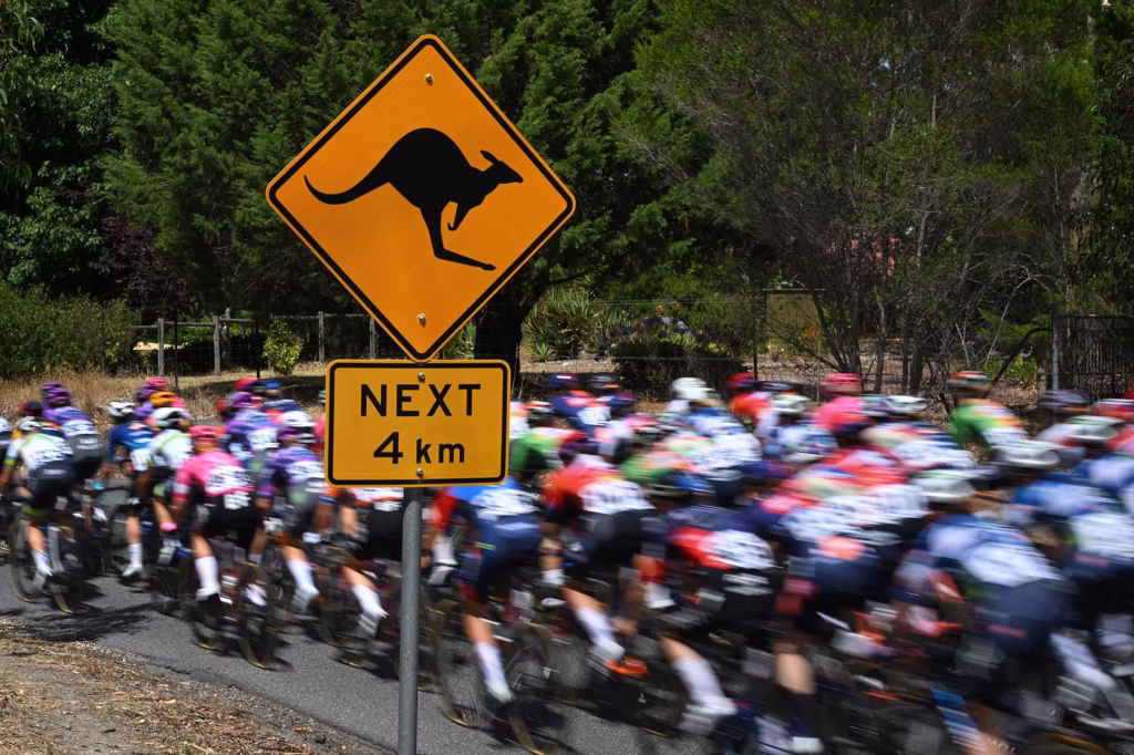 Tour Down Under Kangaroo