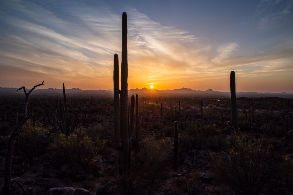 saguaro, sunset, desert, cacti, plants, succulents, sun, dusk, nature, park, landscape, arizona, tucson