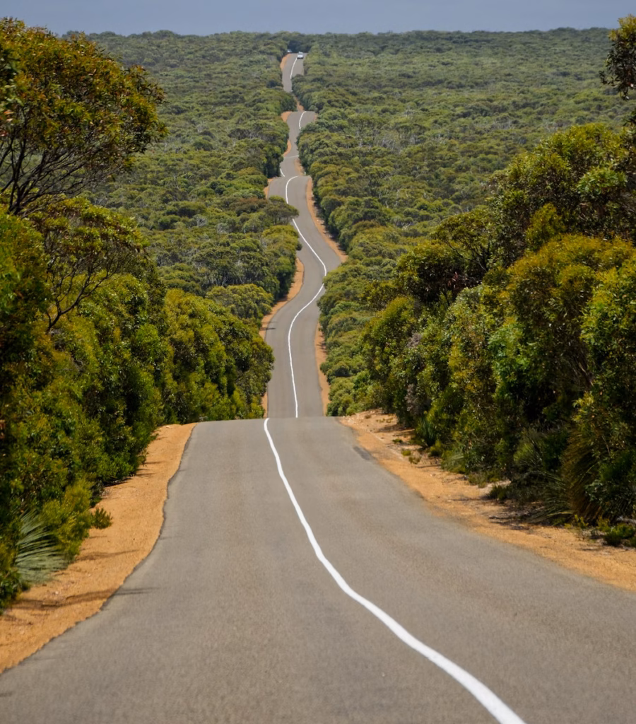 Gold Coast road between forest