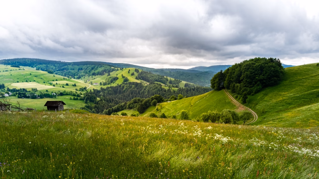 Black Forest green grass field and green mountains under white clouds and blue sky during daytime