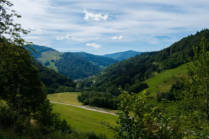 Black Forest green trees on green grass field under white clouds and blue sky during daytime