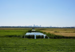 Dutch Polders green grass field