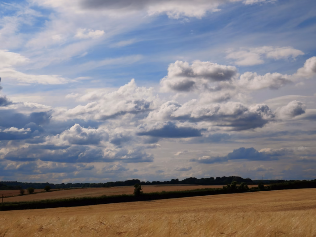 Wessex Downs Wheat field under a cloudy, blue sky.