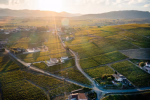 Beaujolais Wine Region an aerial view of a rural area with a road running through it