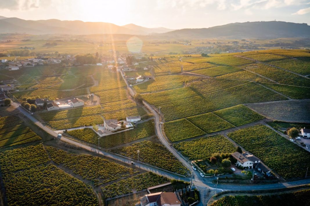 Beaujolais wine country: cycling through the region of 2026 Tour de France Femmes Stage 5 Beaujolais wine country: cycling through the region of 2026 Tour de France Femmes Stage 5