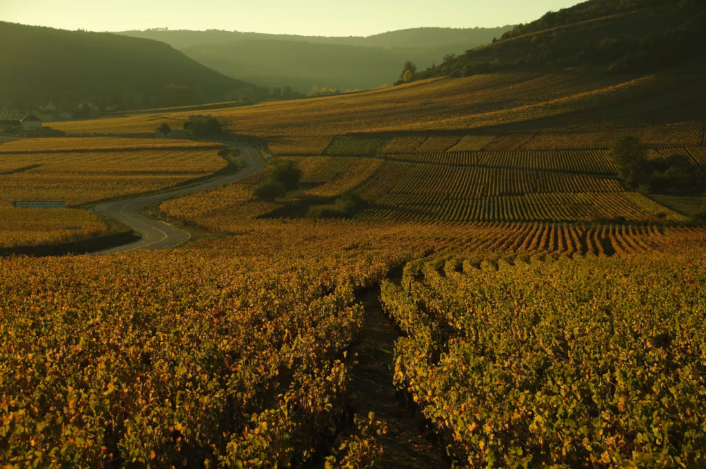 Burgundy France Person walking through a vineyard at sunset