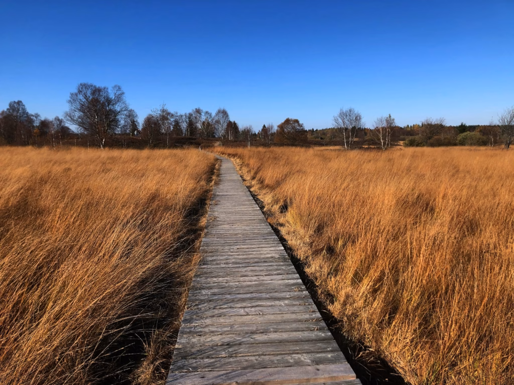 Malmedy a wooden walkway in a field of tall grass