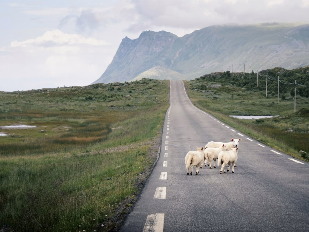 Lofoten Islands white animals on road