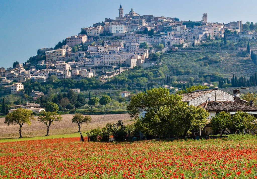 Umbria red flower field near green trees and white concrete building during daytime