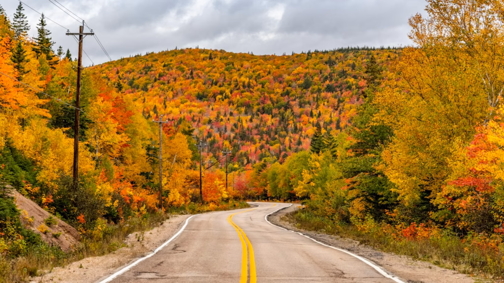 Nova Scotia Cabot Trail an empty road surrounded by trees with fall colors