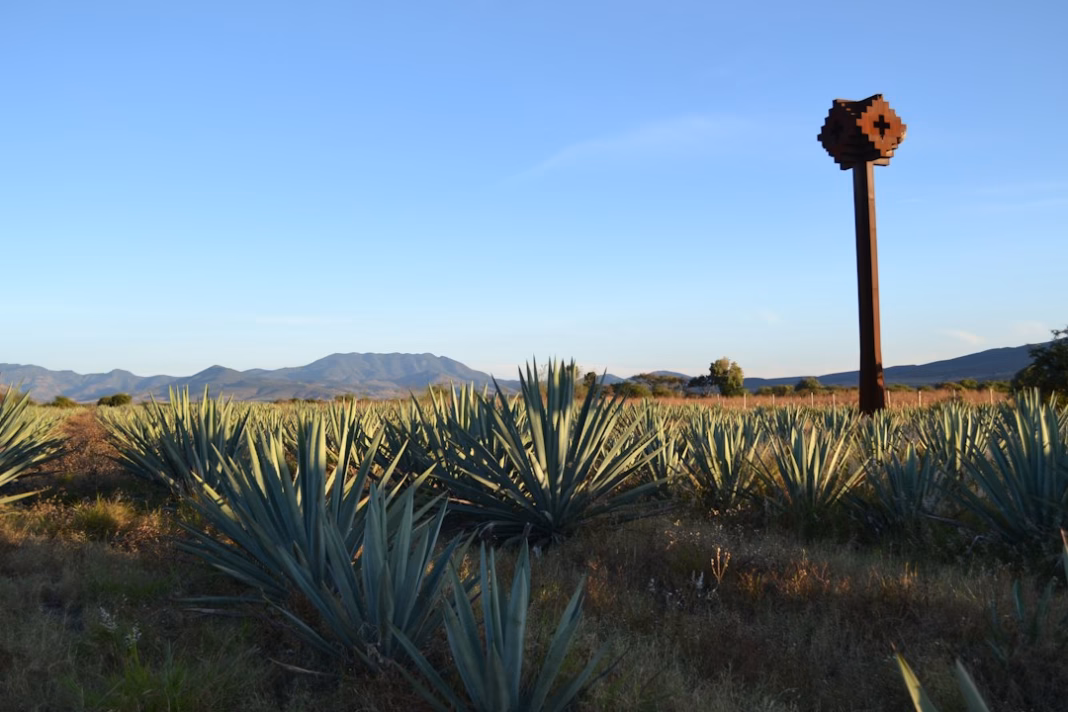 Agave plants in the Oaxaca landscape at sunset